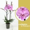 Phalaenopsis grootbloemig 2 tak rose Laura 2-60 G Laura