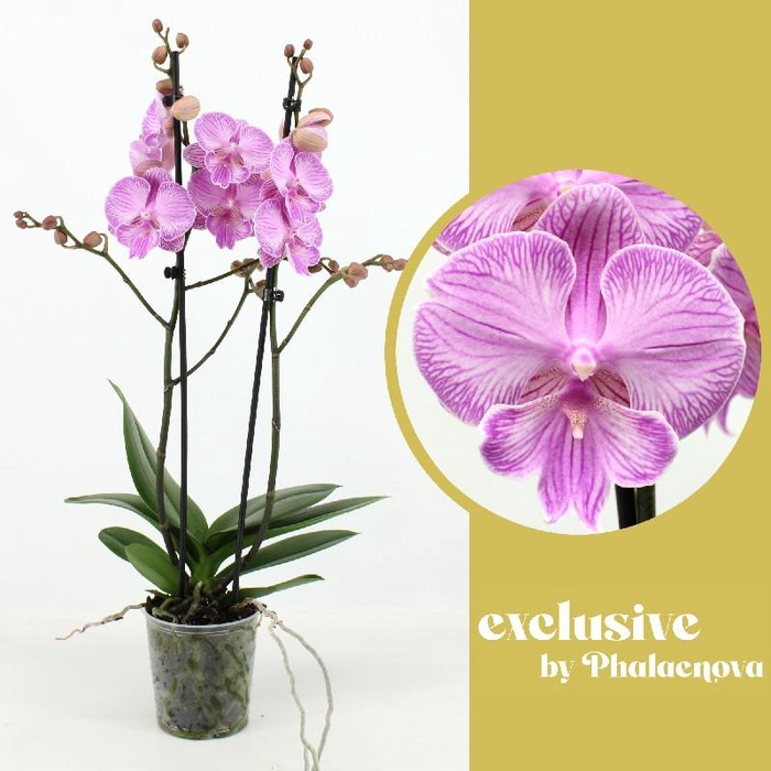 Phalaenopsis grootbloemig 2 tak rose Laura 2-60 G Laura