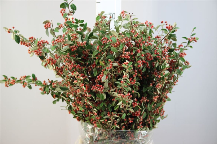 Dec Cotoneaster