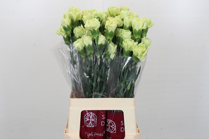 <h4>Dianthus St Esmerald</h4>