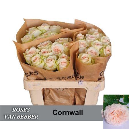 <h4>R Gr Cornwall</h4>