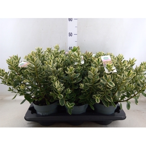 Hebe  'Katrina'