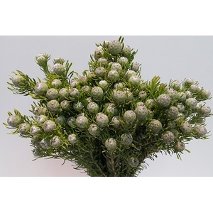 Leucadendron Jade Pearl Spray