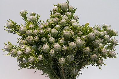 <h4>Leucadendron Jade Pearl Spray</h4>