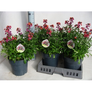 Erysimum  'Fragrant Sunshine'