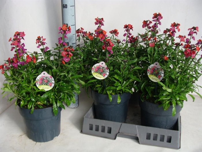 <h4>Erysimum  'Fragrant Sunshine'</h4>