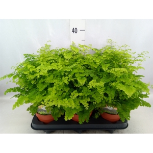 Adiantum raddi. 'Fritz-Luthi'