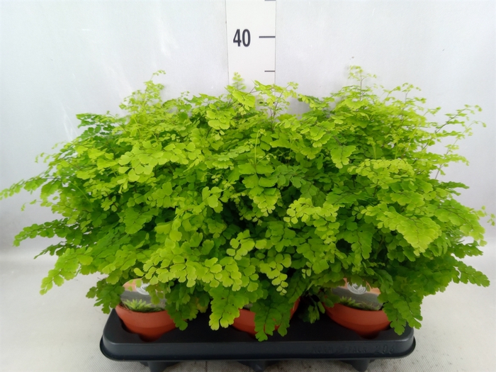 Adiantum raddi. 'Fritz-Luthi'