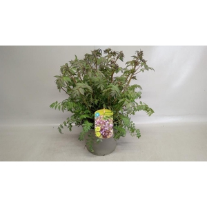 Polemonium caeruleum