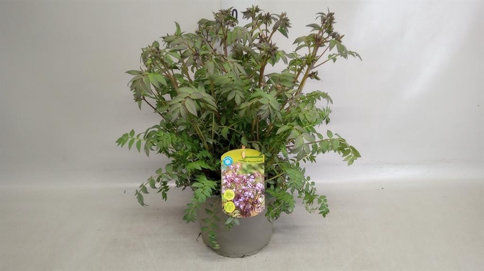 <h4>Polemonium caeruleum</h4>