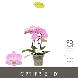 Optifriend Pink 3 spike