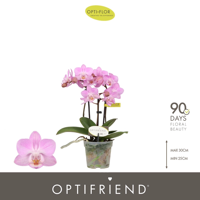 <h4>Optifriend Pink 3 spike</h4>