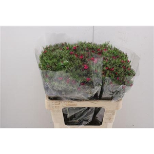 Di Barb Am Neon Cher