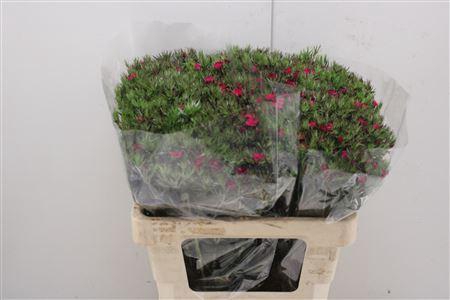 <h4>Di Barb Am Neon Cher</h4>