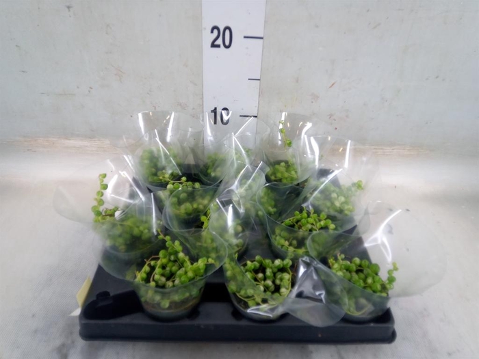 <h4>Senecio rowleyanus</h4>