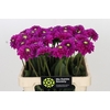 Dahlia Purple Fox