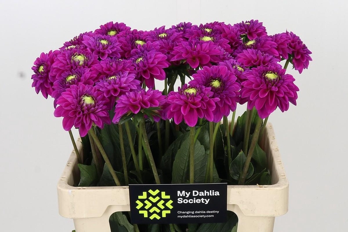 <h4>Dahlia Purple Fox</h4>