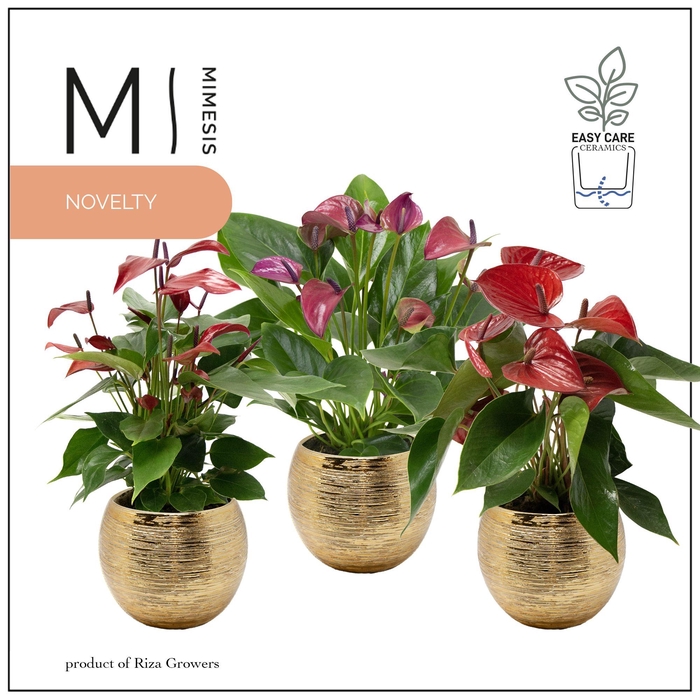 <h4>Mimesis Anthurium KARMA Intens Mix - 12cm Brush Gold</h4>