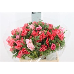 Anemone Mistral Super Salmone