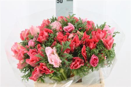 <h4>Anemone Mistral Super Salmone</h4>