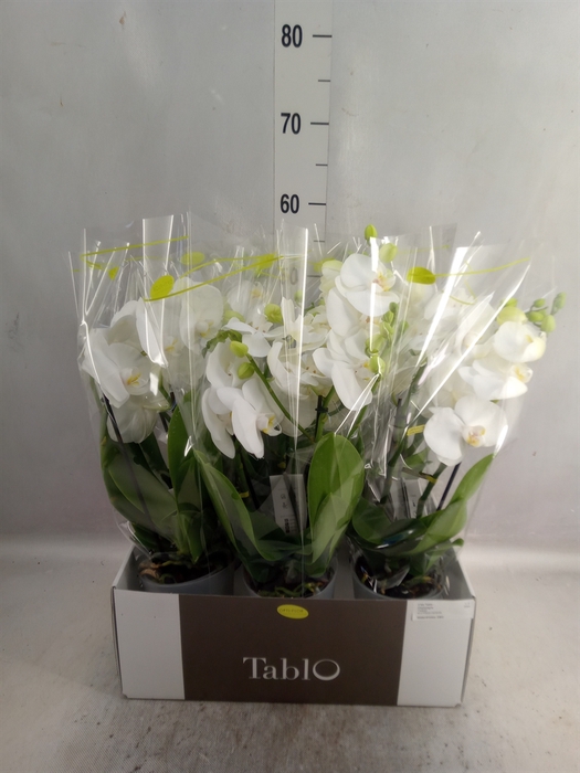 <h4>Phalaenopsis   ...white</h4>