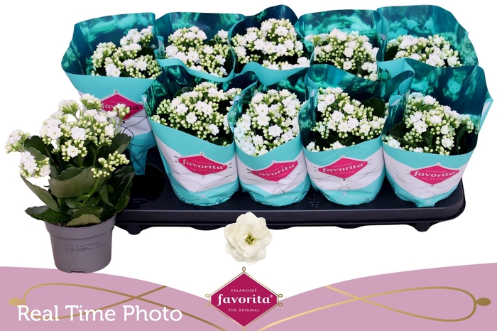 <h4>KAL B GE C MENZEL</h4>