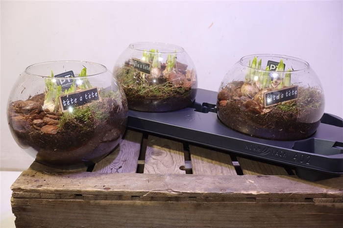 <h4>arr8 Arr N Tete A Tete In Bolvaas H17</h4>