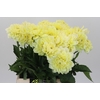 Dahlia Hilda Special
