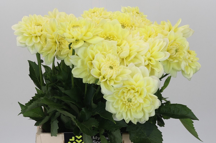 Dahlia Hilda Special