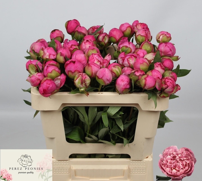 <h4>PAEO L ALEX FLEMING</h4>