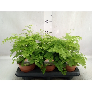 Adiantum raddi. 'Fragrans'