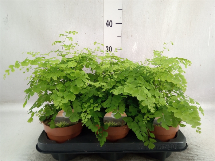 <h4>Adiantum raddi. 'Fragrans'</h4>