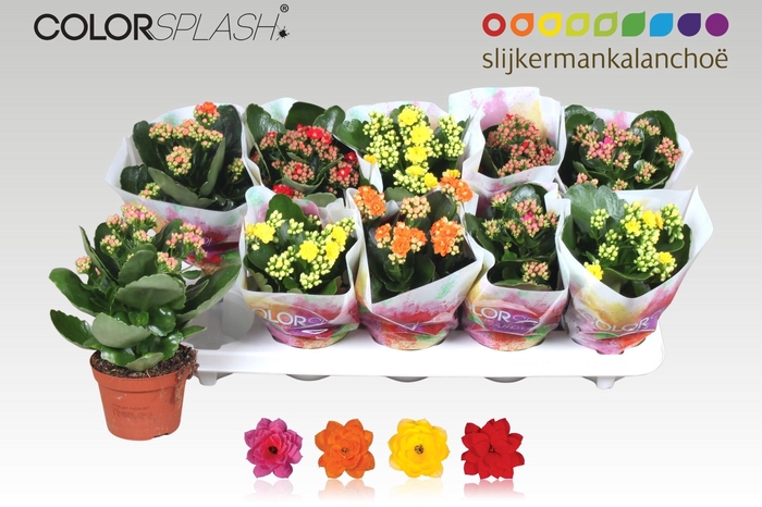 <h4>KAL GE GEM 4 KL</h4>