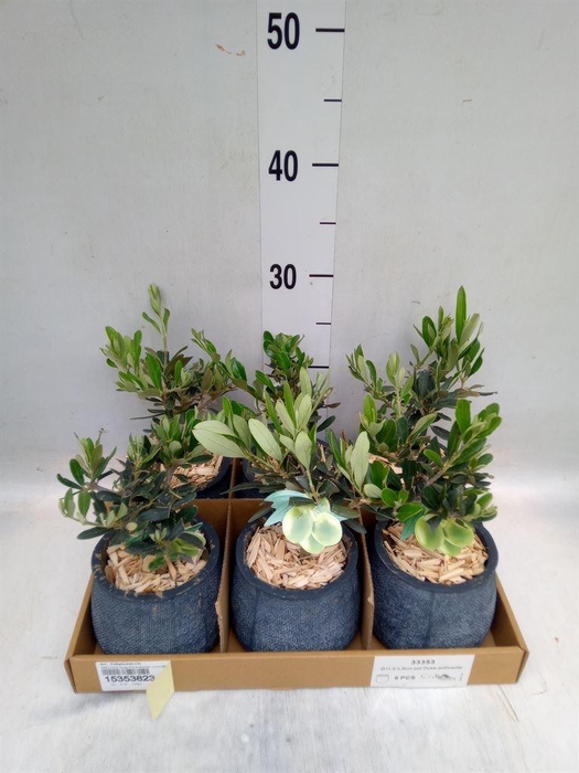<h4>Arr.   Tuinplanten L%</h4>