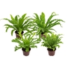 ASPLENIUM OSAKA VARIADO P14