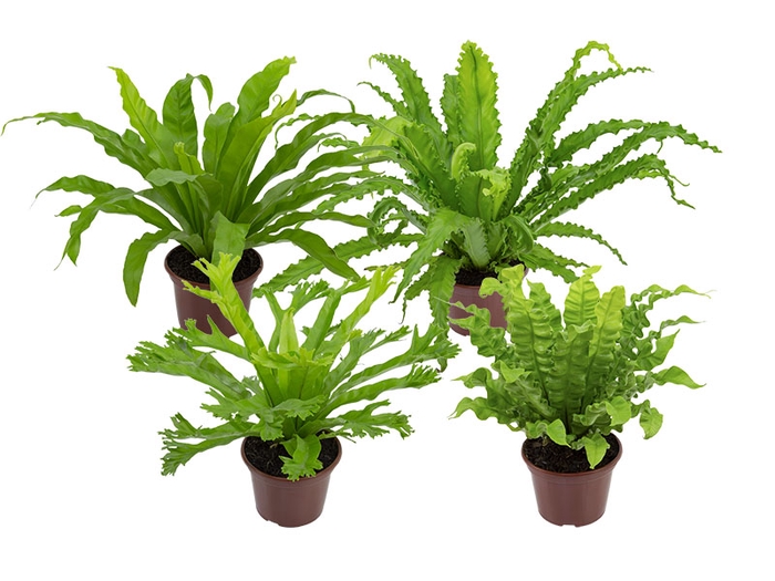 ASPLENIUM OSAKA VARIADO P14