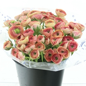 Ran Su Sr Salmon Super