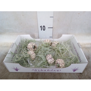 Tillandsia usneoides
