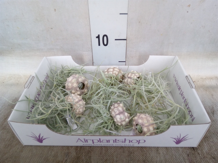 <h4>Tillandsia usneoides</h4>