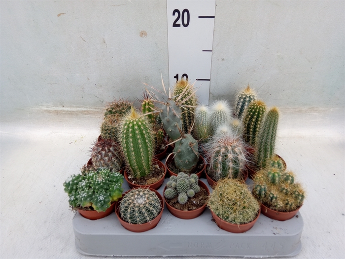 <h4>Cactus   ...mix</h4>