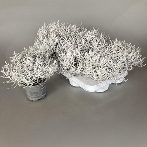 Calocephalus brownii Challenge