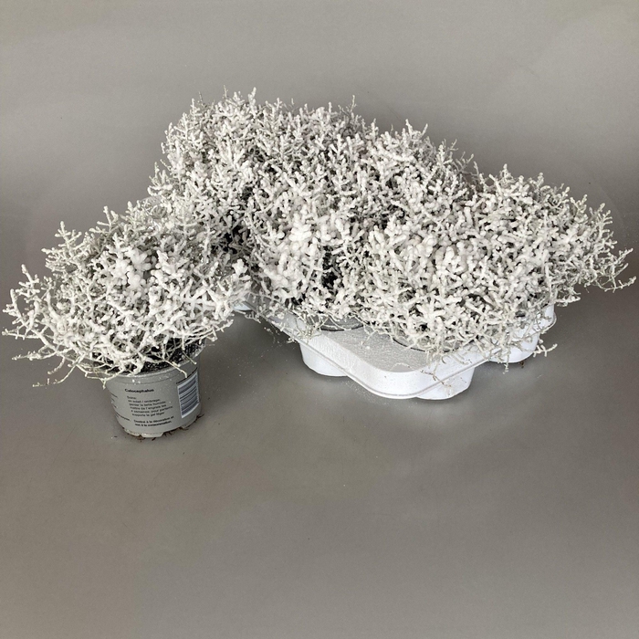 <h4>Calocephalus brownii Challenge</h4>