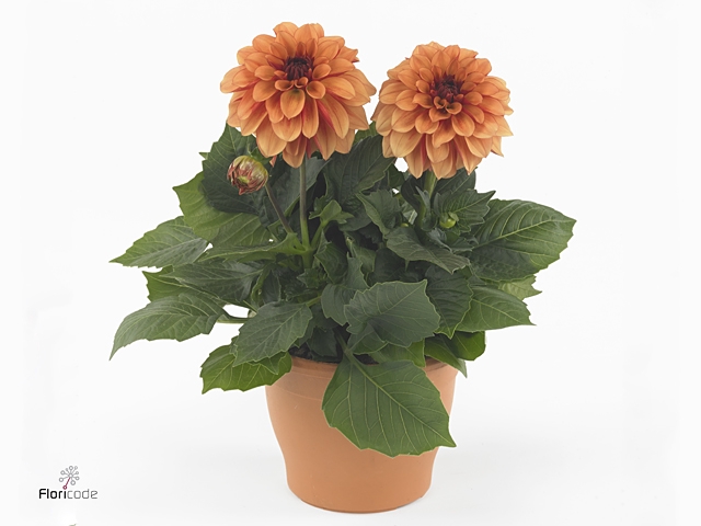 DAHL GRAND ORANGE