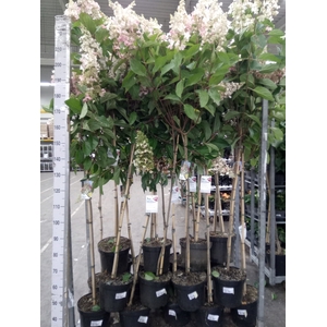 Hydrangea pan.