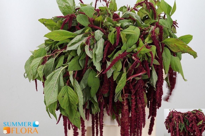 <h4>AMAR CA MIRA</h4>