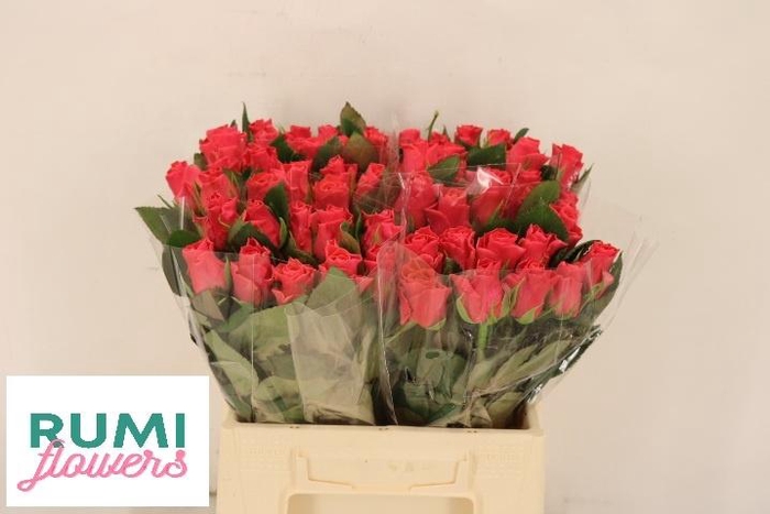 <h4>R GR PINK TACAZZI+</h4>