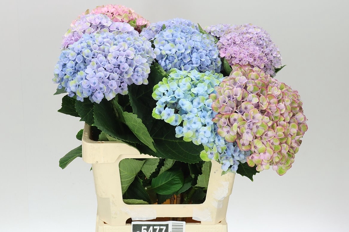 <h4>Hyd Revolution Pastel</h4>