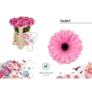 Gerbera MI 'Talentnt'