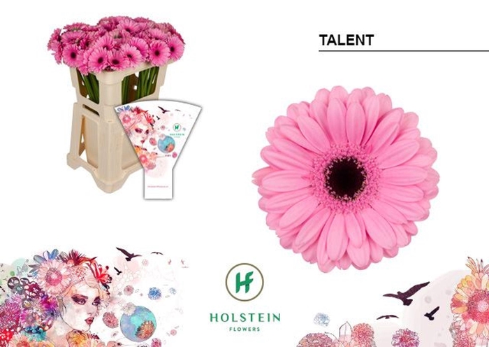 <h4>Gerbera MI 'Talentnt'</h4>