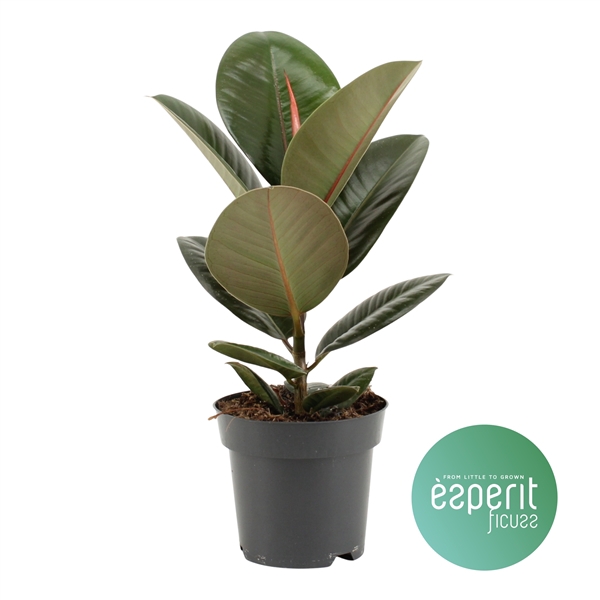 <h4>Ficus elastica Robusta</h4>